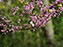 Black-Capped Chickadee