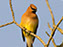 Cedar Waxwing