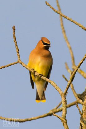 Cedar Waxwing