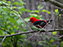 Scarlet Tanager
