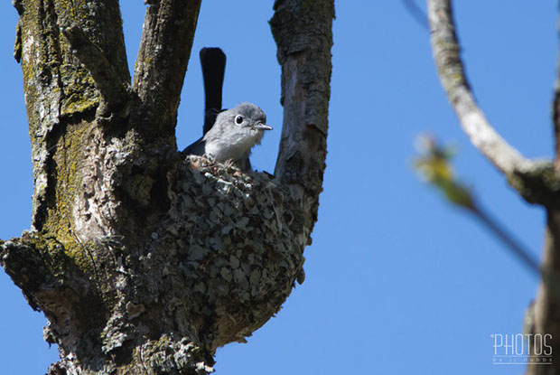 Blue-Gray Gnatcatcher