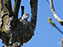 Blue-Gray Gnatcatcher