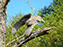 Black-Crowned Night Heron