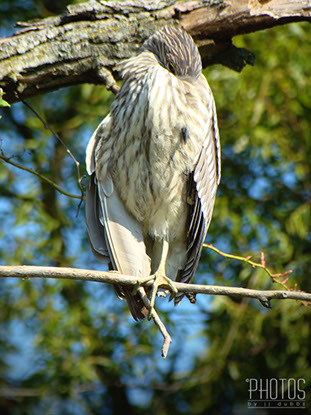 Black-Crowned Night Heron