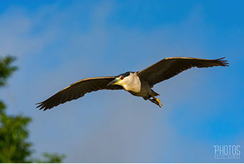 Black-Crowned Night Heron