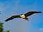 Black-Crowned Night Heron
