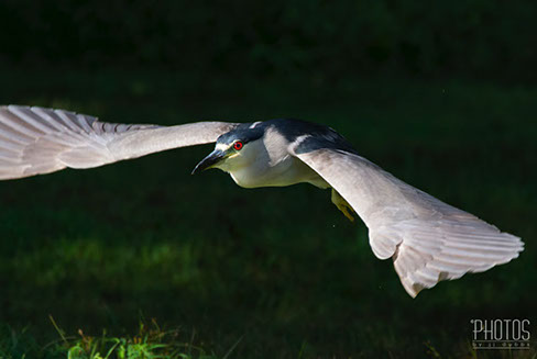 Black-Crowned Night Heron