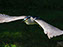 Black-Crowned Night Heron