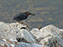 Green Heron