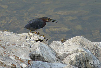 Green Heron