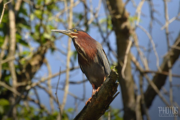 Green Heron