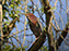 Green Heron