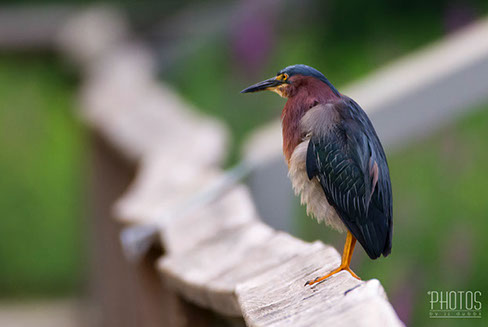 Green Heron