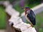 Green Heron