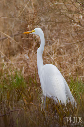 Great Egret