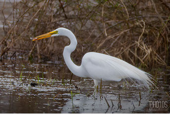 Great Egret