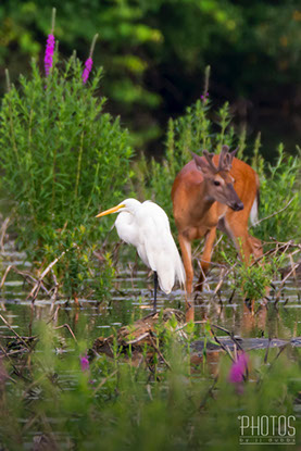 Great Egret
