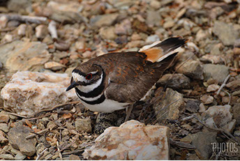 Killdeer