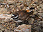 Killdeer