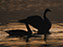 Canada Geese