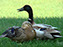 Mallard
