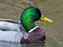 Mallard