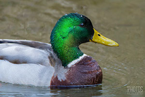Mallard, male