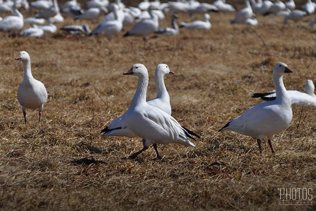 Snow Geese