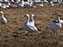 Snow Geese