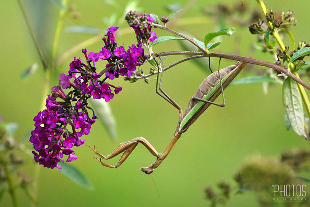 Praying Mantis