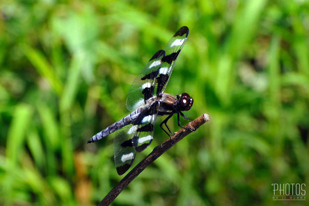 Twelve Spot Skimmer Dragonfly