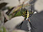 Black & Yellow Garden Spider