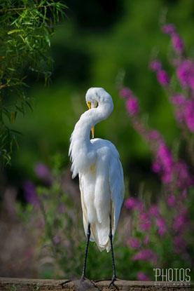 Great Egret