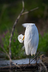 Great Egret