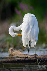 Great Egret