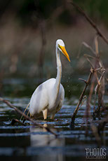 Great Egret
