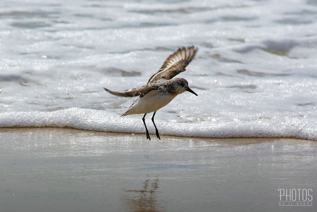 Least Sandpiper