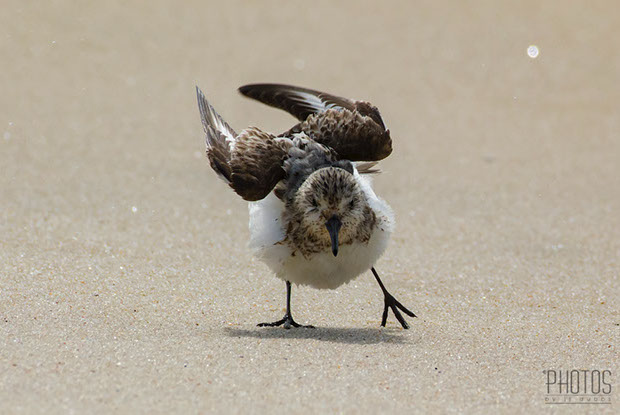 Least Sandpiper