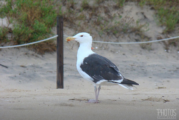 Great Black-Backed Gull