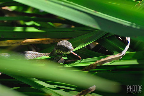 Northern Water Snake