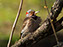 Nortthern Flicker