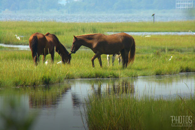 Assateague Wild Ponies