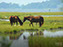 Assateague Wild Ponies