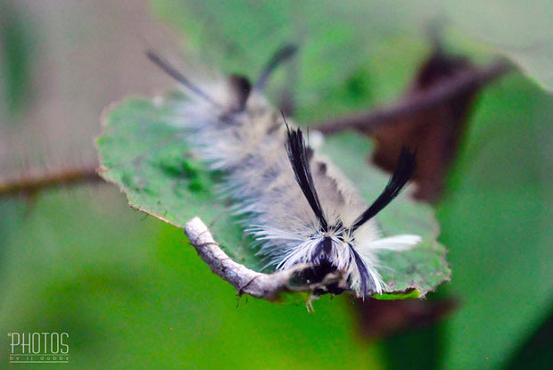 Hickory Tussock Moth Caterpillar