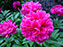Peony