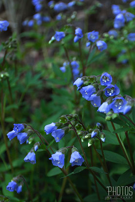BLUE WILDFLOWERS