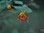 ORANGE JEWELWEED