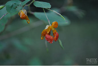 ORANGE JEWELWEED