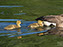 Canada Geese