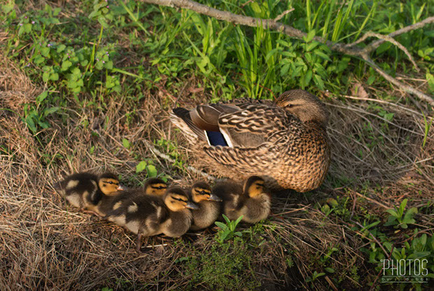 Mallard